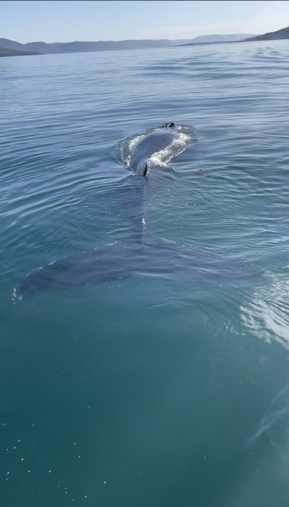 Dove avvistare le balene in Islanda