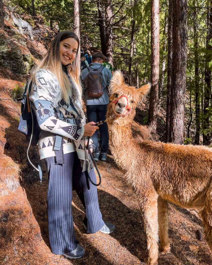 trekking con alpaca